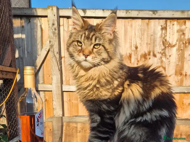 Maine Coon cats for sale: Male Maine Coon - Advert 1