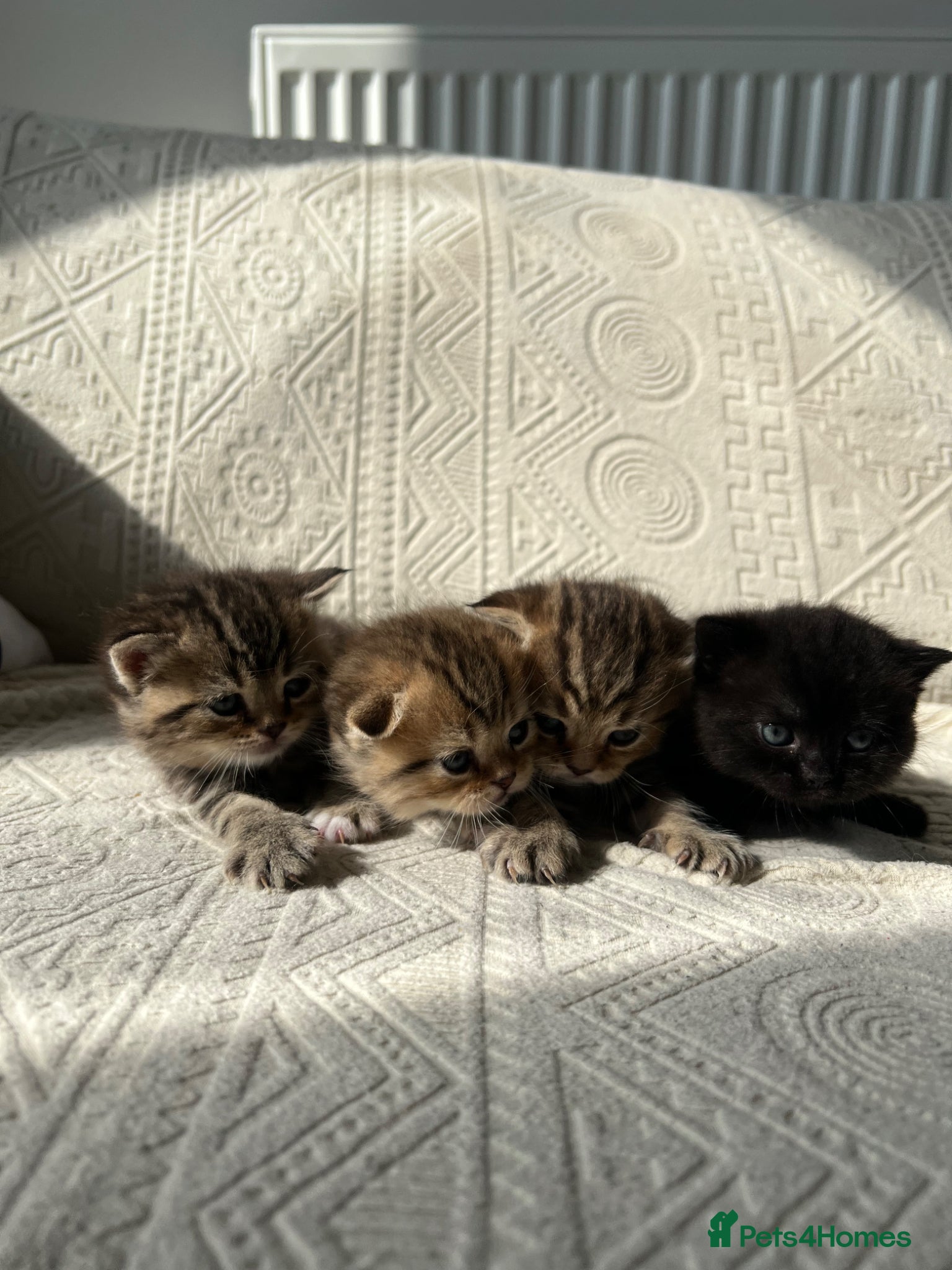 Scottish Fold cats Scottish Fold x British Shorthair Kittens - Advert 1