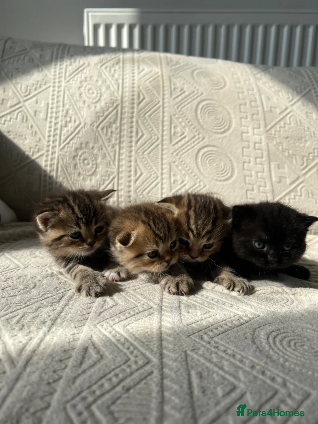 Scottish Fold cats for sale: Scottish Fold x British Shorthair Kittens in London - Advert 1