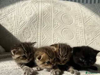 Scottish Fold cats Scottish Fold x British Shorthair Kittens - Advert 1