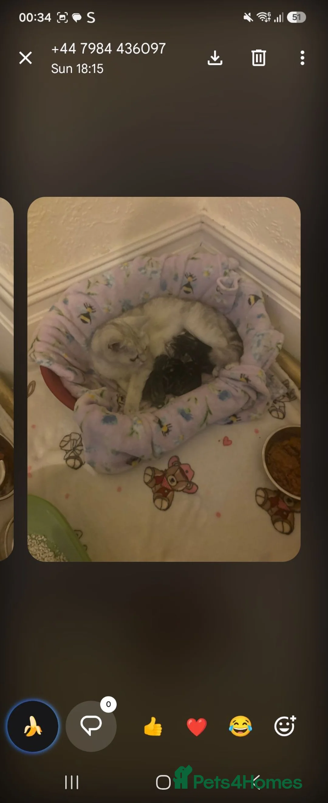 British Shorthair cats for sale: Beautiful silver BSH kittens - Advert 1