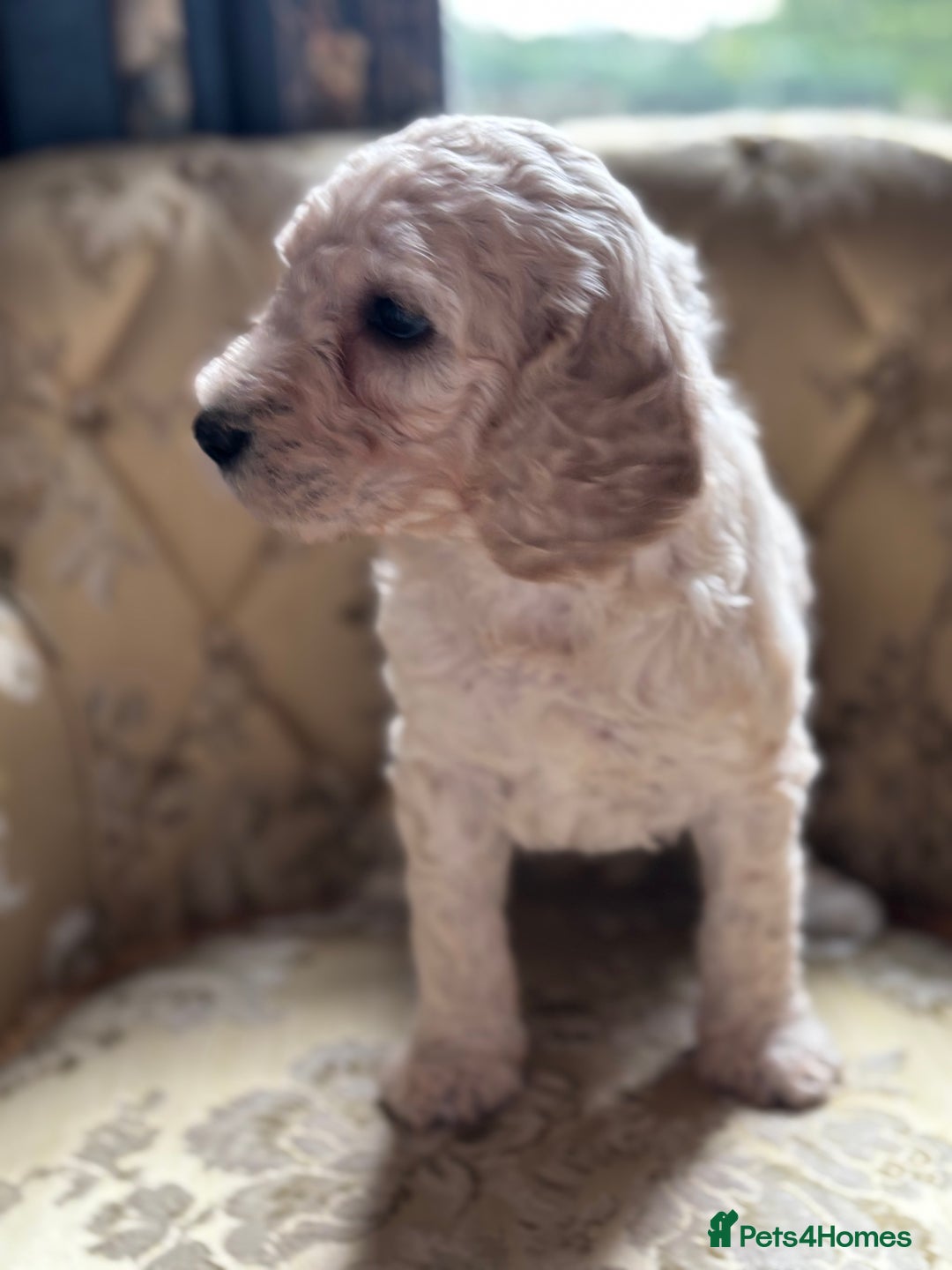 Goldendoodle dogs for sale: Goldendoodle pups - Advert 5