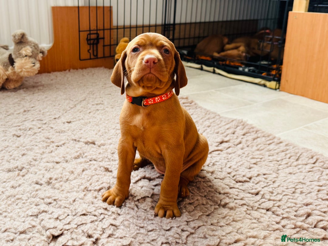 Hungarian Vizsla dogs for sale: Hungarian Vizsla - Image 17