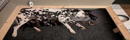 Mixed Breed dogs for sale: Cockermatian (Dalmatian x Working Cocker Spaniel) - Advert 10