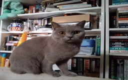 British Shorthair cats for sale: British Shorthair cats looking for new home - Image 3