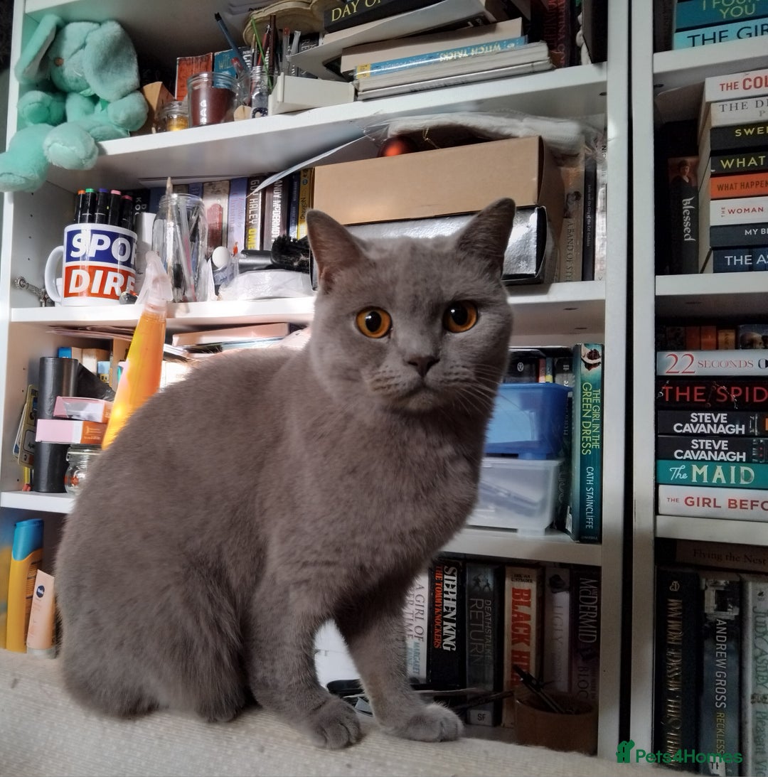 British Shorthair cats for sale: British Shorthair cats looking for new home - Image 3