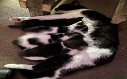 Mixed Breed cats for sale: Black & white mixed breed kittens  - Image 8