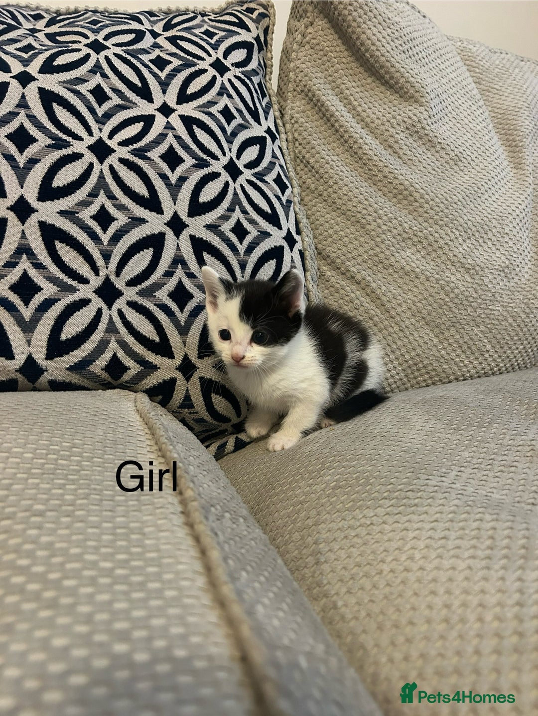 Domestic Shorthair cats for sale: 5 Beautiful Kittens - Advert 2