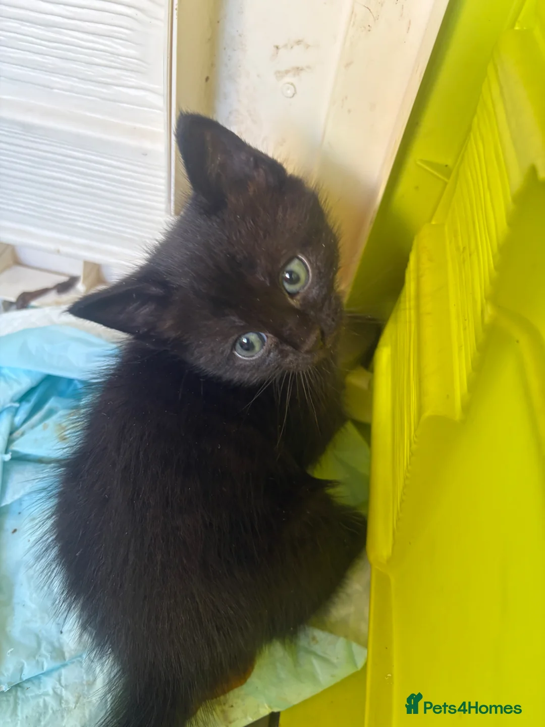 Mixed Breed cats for sale: Half British short hair half Siamese  - Advert 8