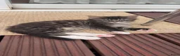 Mixed Breed cats for sale: 3 cats for sale (60 each) - Advert 3