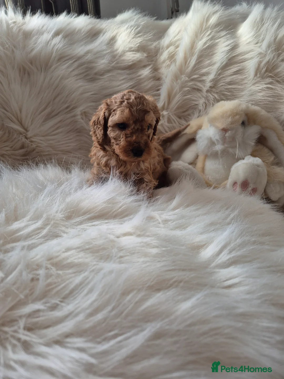 Cockapoo dogs for sale: F1B COCKAPOO PUPPIES  - Advert 14