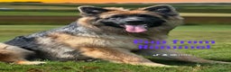 German Shepherd dogs for stud: KENNEL CLUB REGISTERED German Shepherd Stud in Macclesfield - Advert 20