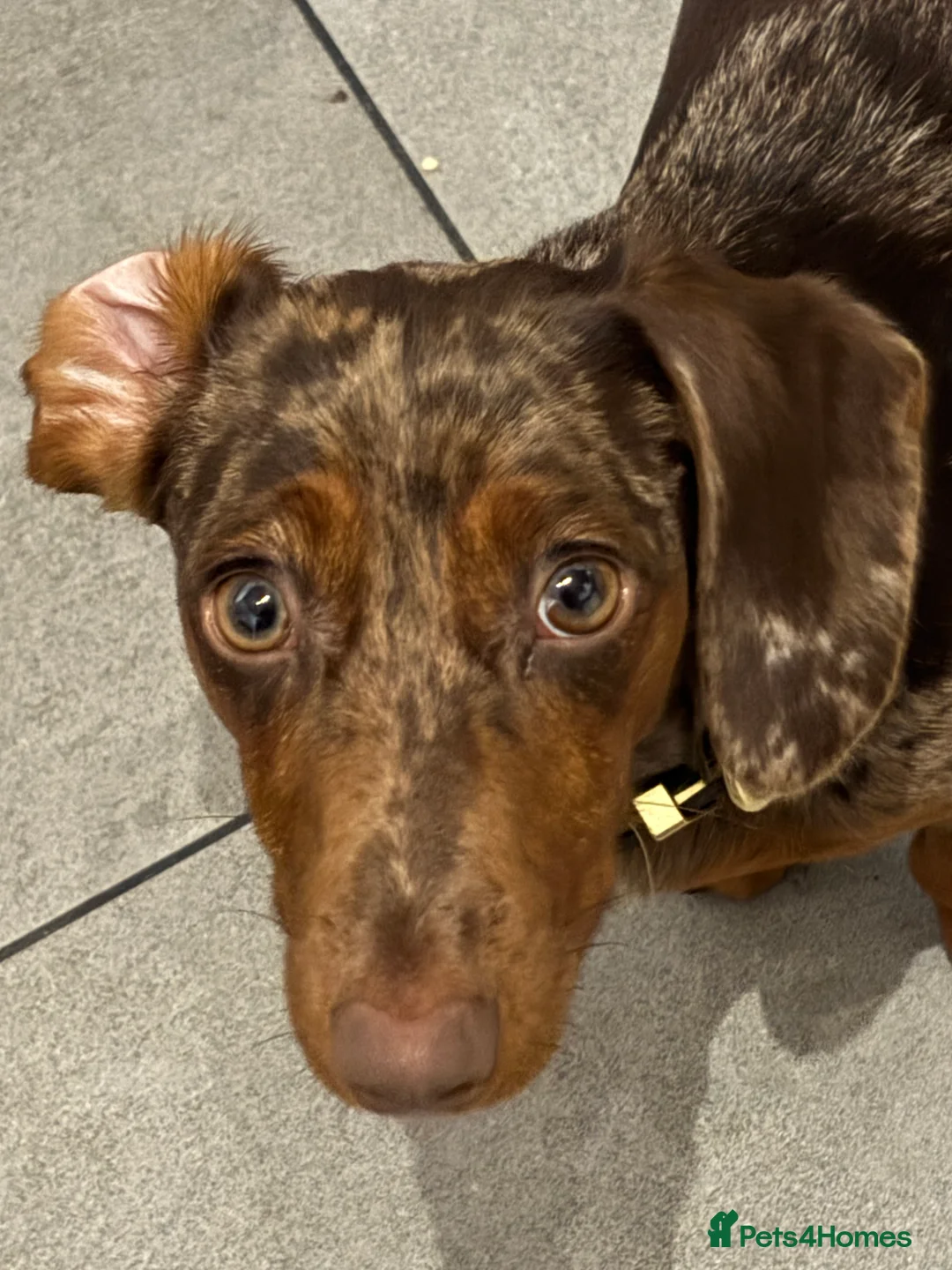 Miniature Dachshund dogs for sale: Minature Dachshund for sale - Advert 2