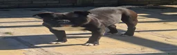 American Bully dogs for sale: PANTHER looking for his forever home - Advert 5