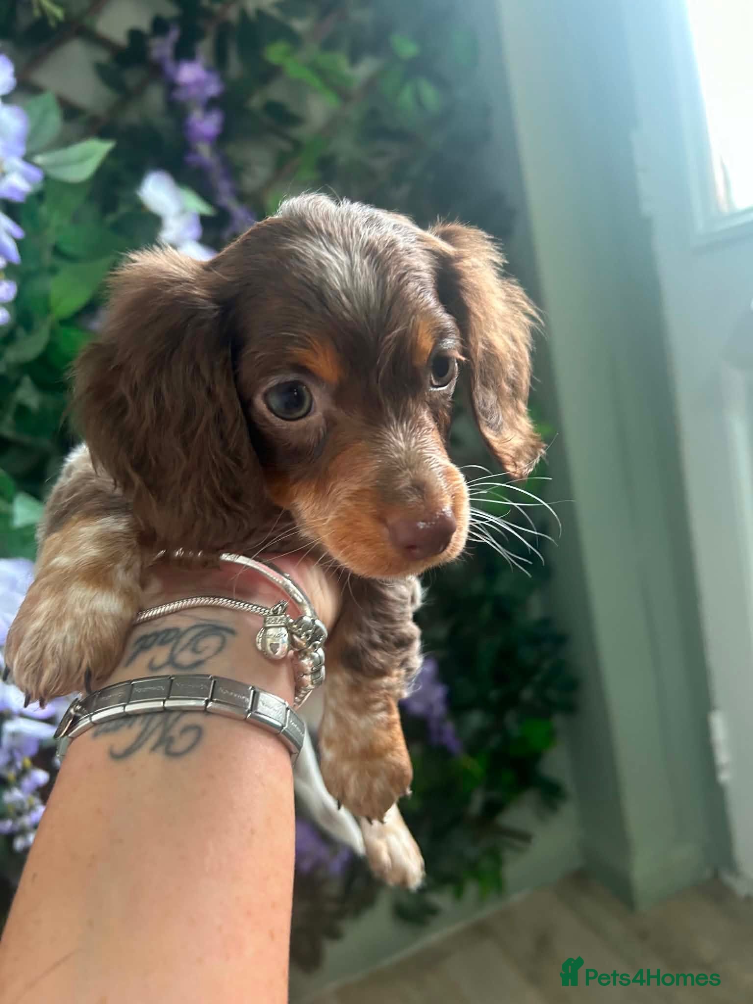 Miniature Dachshund dogs 2 LEFT Beautiful Longhaired Miniature Dachshunds - Advert 13