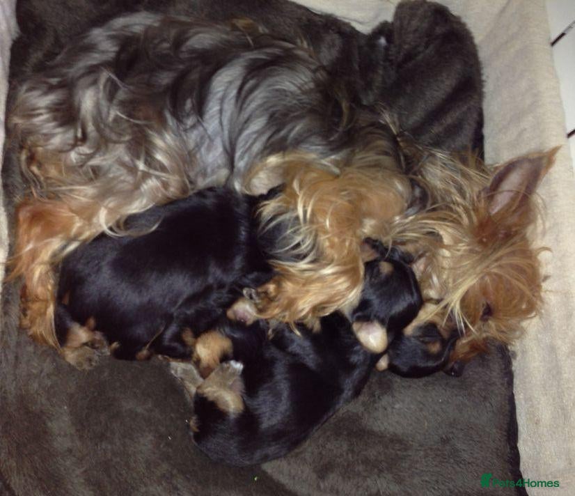 Yorkshire Terrier dogs  Three Little Yorkie Stories Waiting to Begin  - Advert 2
