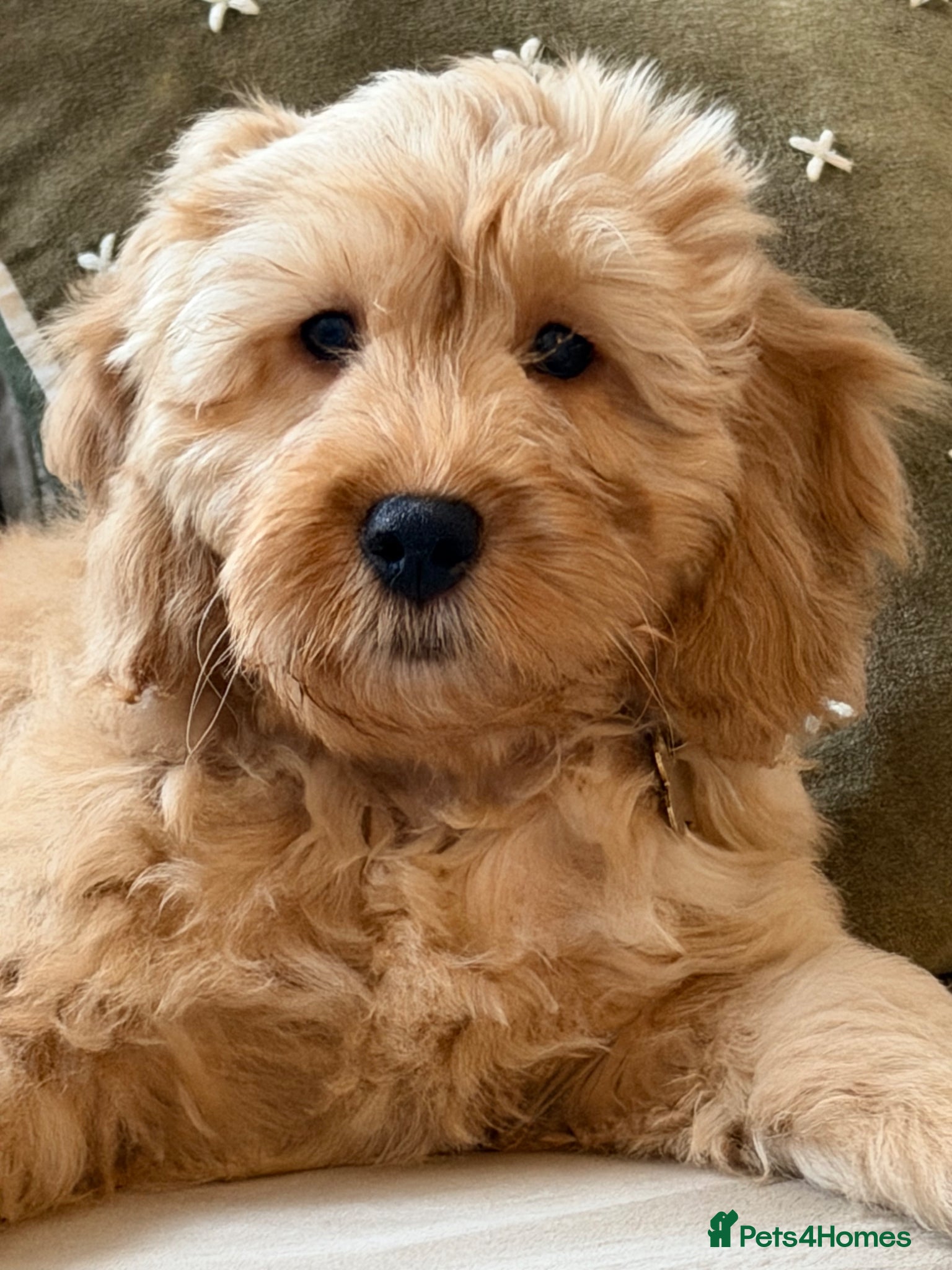 Cockapoo dogs for sale: 7 month old cockapoo boy - please read  - Advert 5