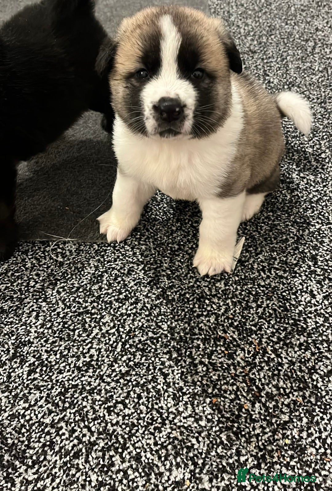 Akita dogs for sale: Akita puppies  - Advert 5