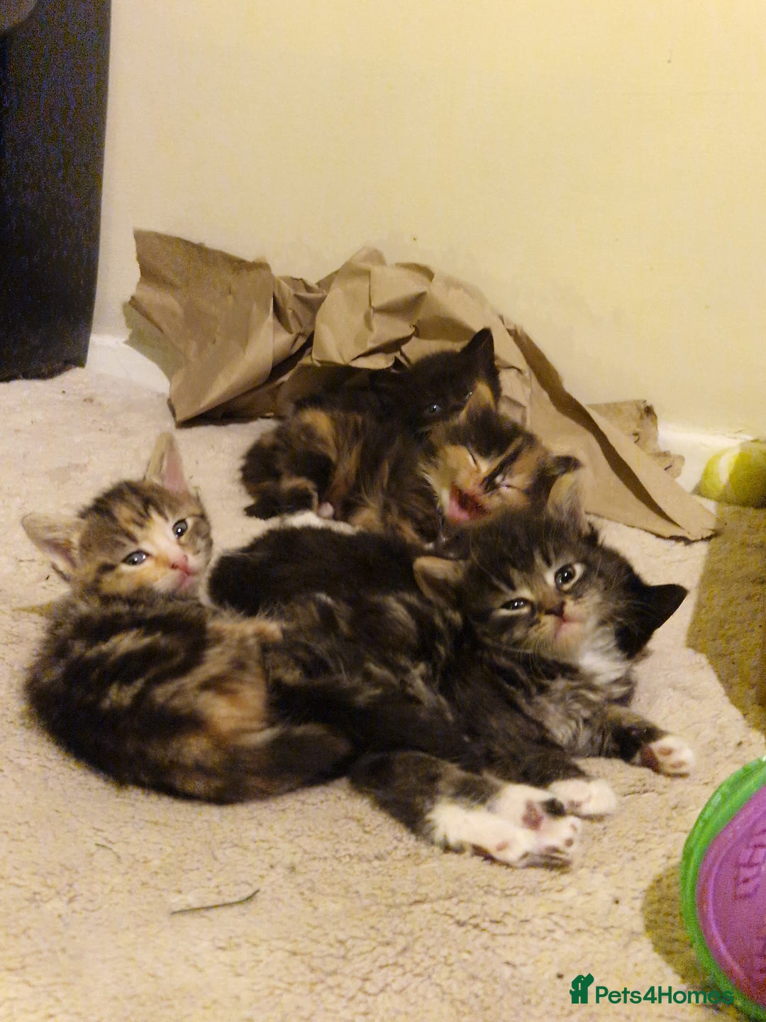 Mixed Breed cats for sale: Pretty little girl - Advert 2