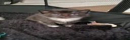 Domestic Shorthair cats for sale: Gorgeous tuxedo and mixed litter - Advert 17