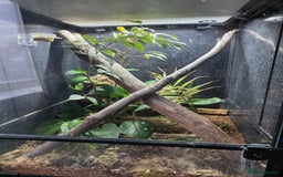 Gecko reptiles for sale: 2x female lilly white with full habistat  - Image 4