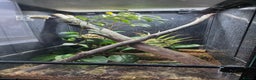 Gecko reptiles for sale: 2x female lilly white with full habistat  - Advert 4