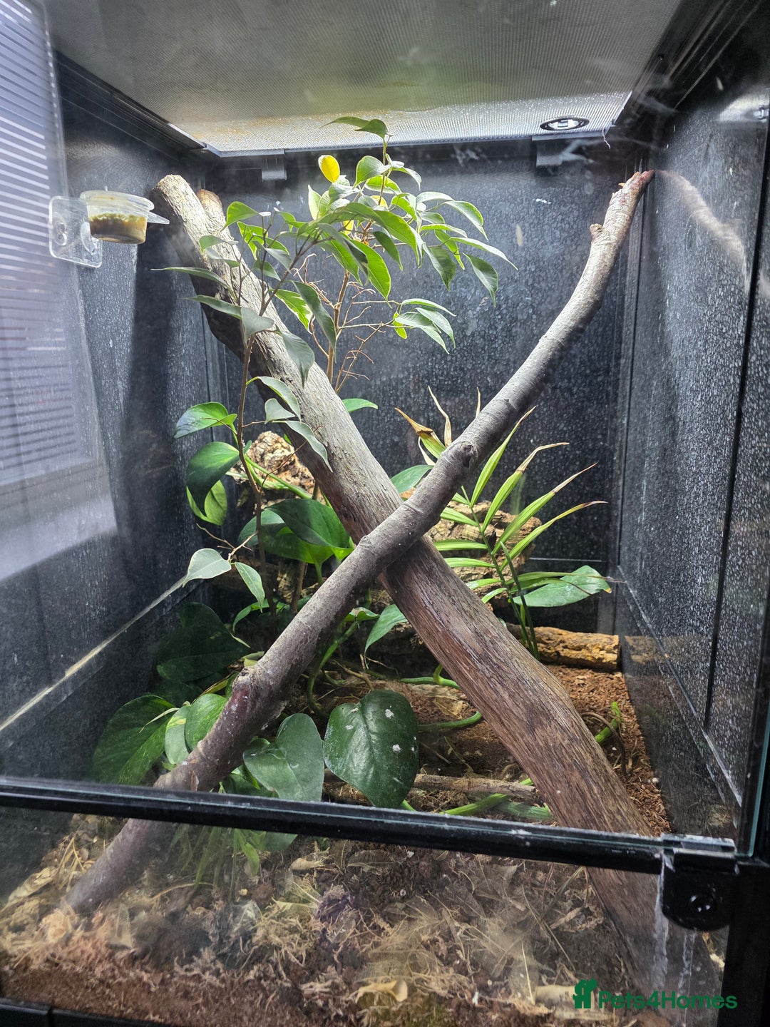 Gecko reptiles for sale: 2x female lilly white with full habistat  - Image 4