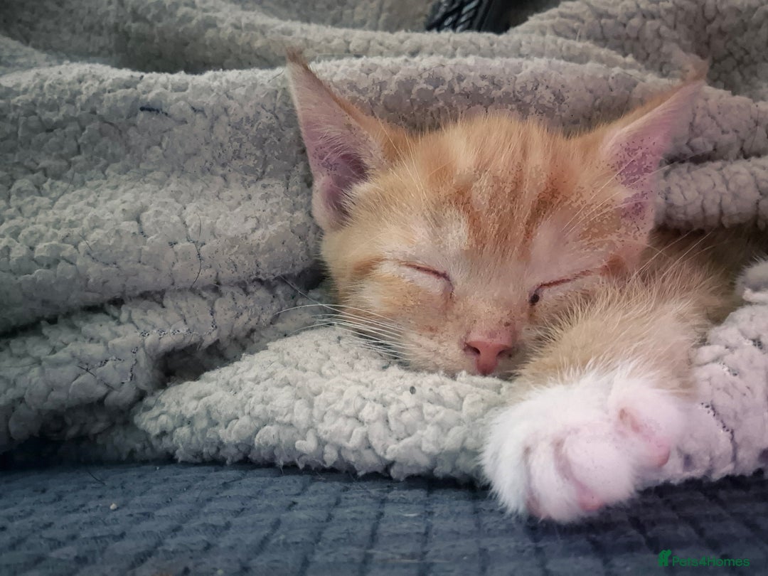 Domestic Shorthair cats for sale: Kittens for sale - Image 3