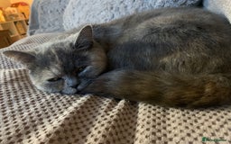 British Shorthair cats for sale: ❤️beautiful molly ❤️ - Image 3