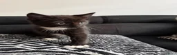 Mixed Breed cats for sale: Gorgeous Black & White Kittens - Two boys left - Advert 2