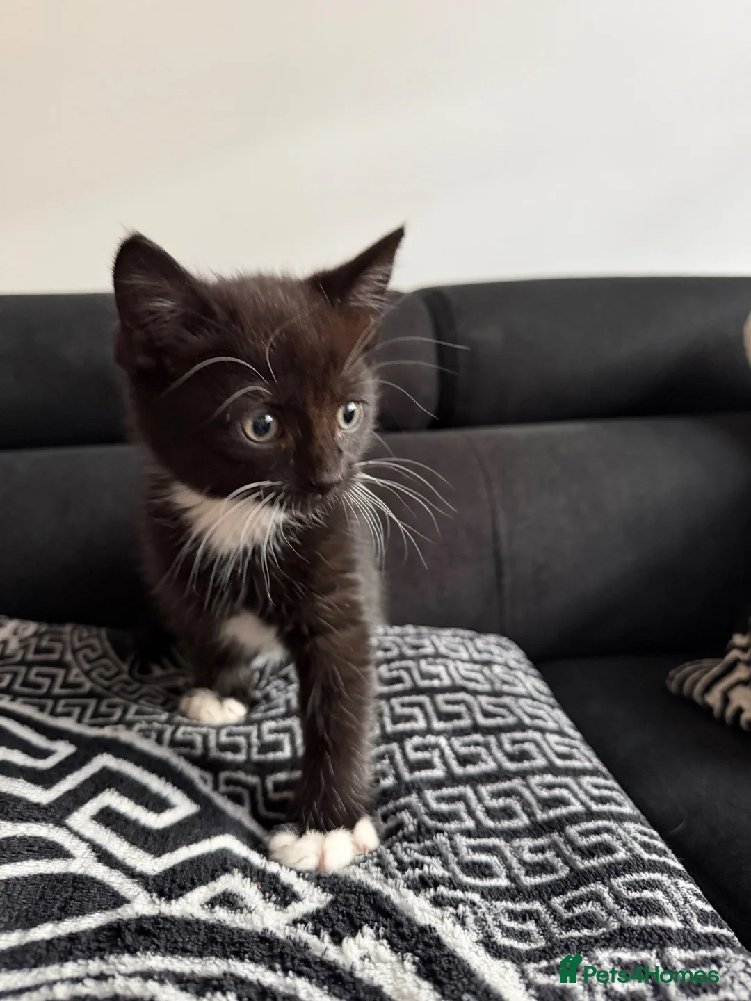 Mixed Breed cats for sale: Gorgeous Black & White Kittens - Two boys left - Advert 2