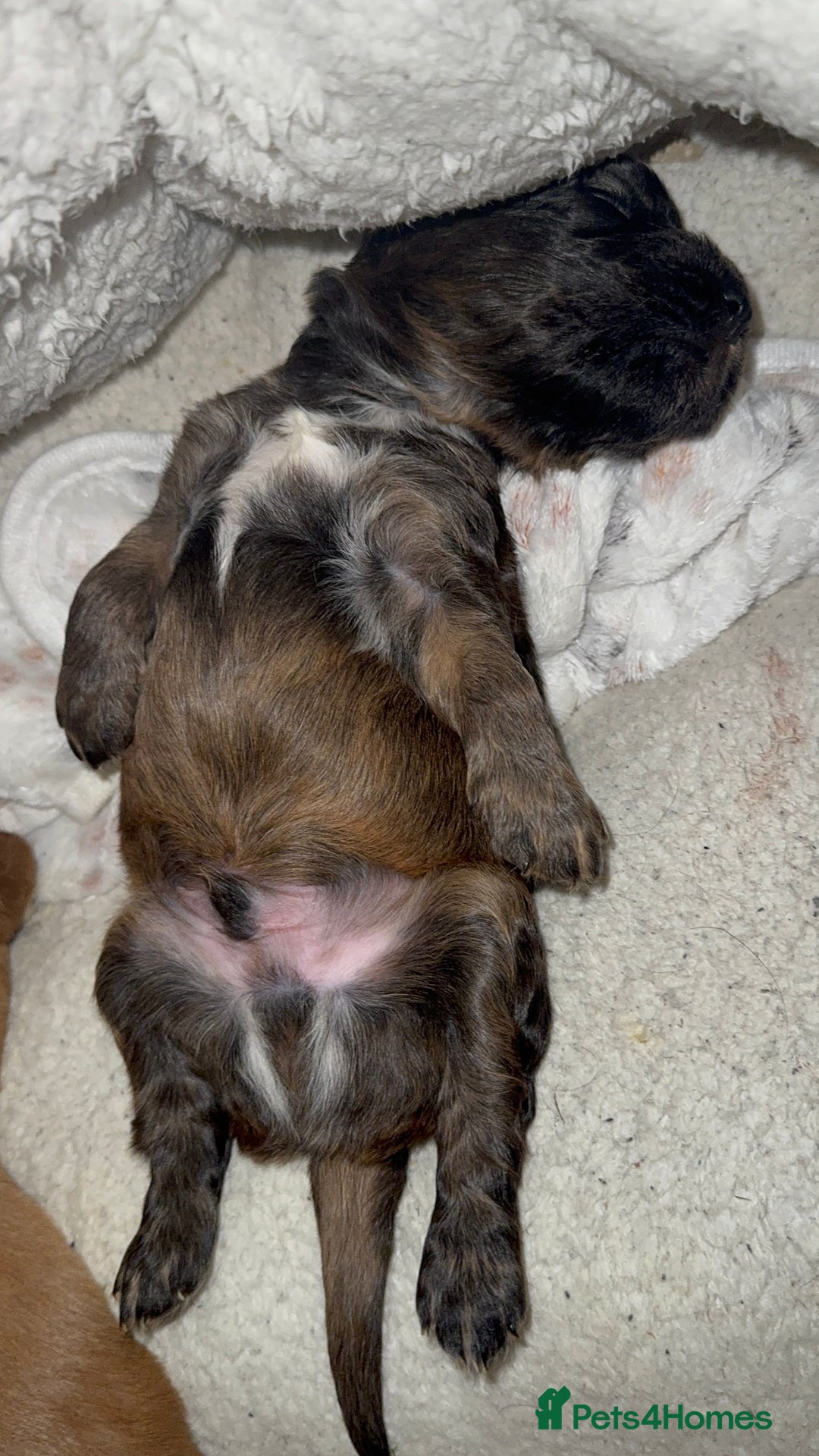Cocker Spaniel dogs for sale: Show cocker spaniel pups ready 4th November  - Image 21
