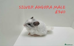 Chinchilla rodents for sale: STUNNING BABIES CHINCHILLA MIX COLOURS AND GENDER  - Image 12