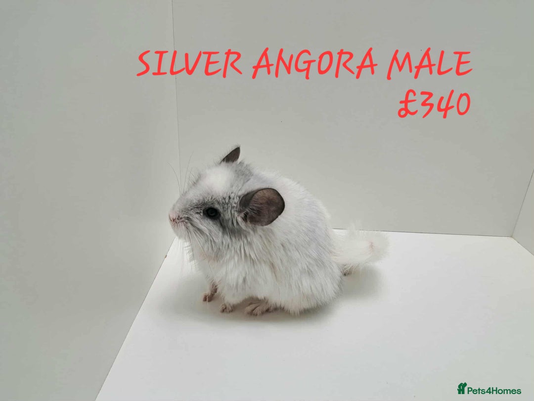 Chinchilla rodents for sale: STUNNING BABIES CHINCHILLA MIX COLOURS AND GENDER  - Image 12
