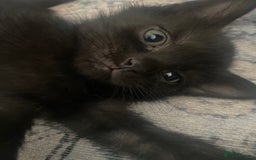 Bengal cats for sale: 3 black bengal kittens  - Advert 3