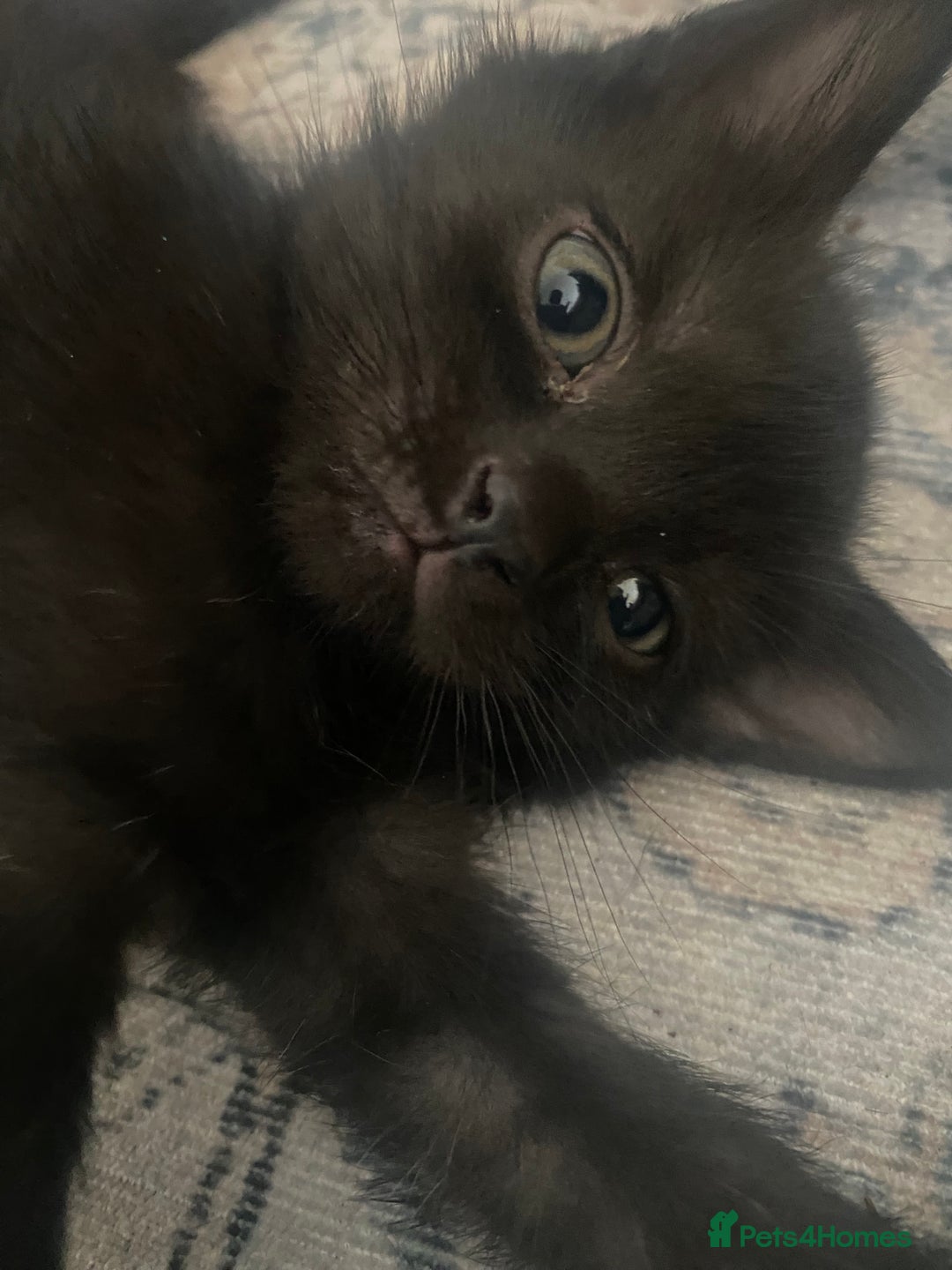 Bengal cats for sale: 3 black bengal kittens  - Advert 3