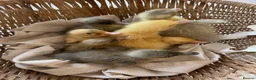 Ducks poultry for sale: Day old runner ducklings  - Advert 3
