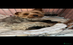 Yorkshire Terrier dogs for sale: Yorkshire Terrier puppy male - Image 6