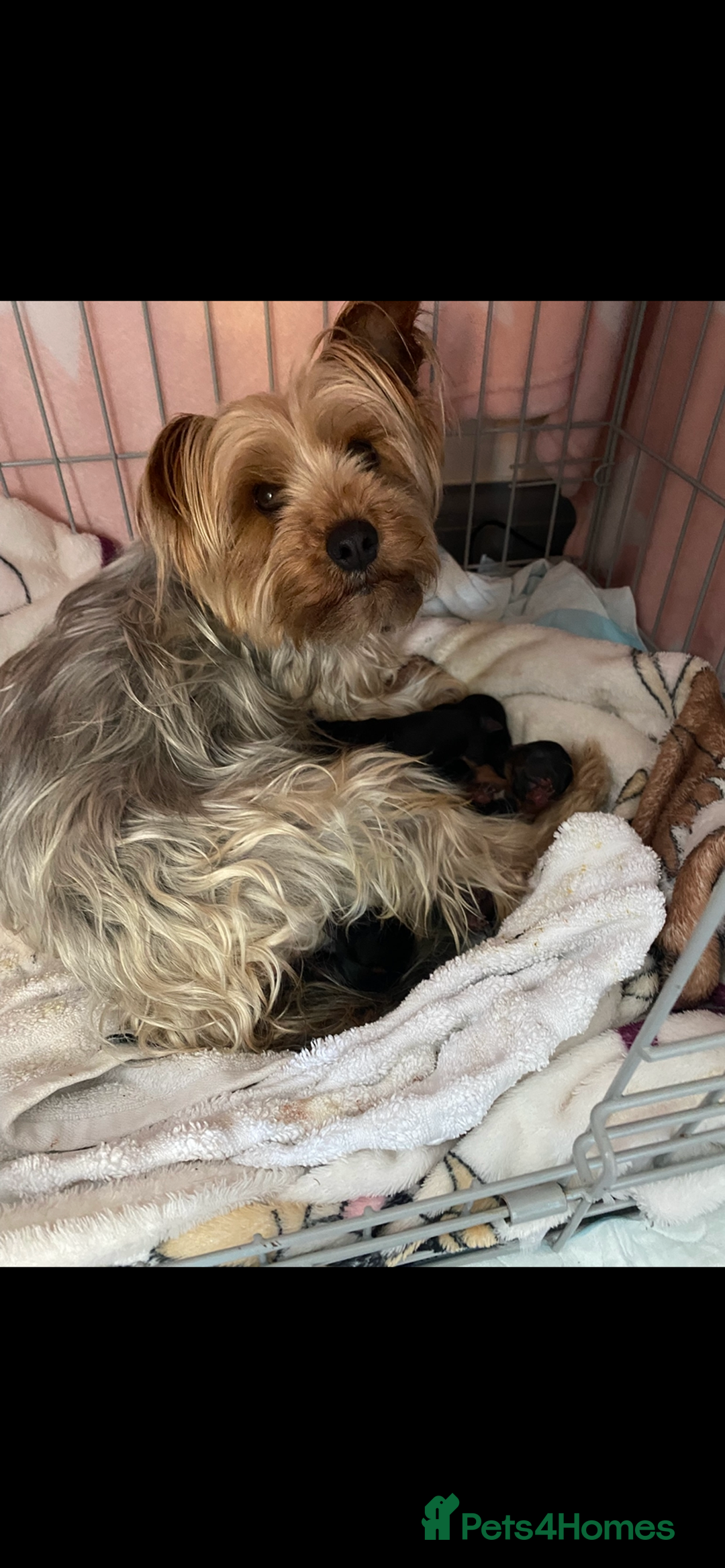 Yorkshire Terrier dogs for sale: Yorkshire Terrier puppy male - Image 6