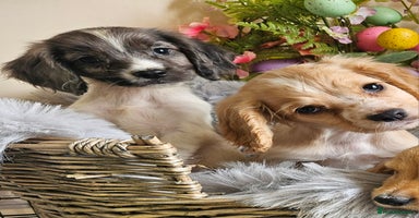 Cocker Spaniel dogs - Advert 15