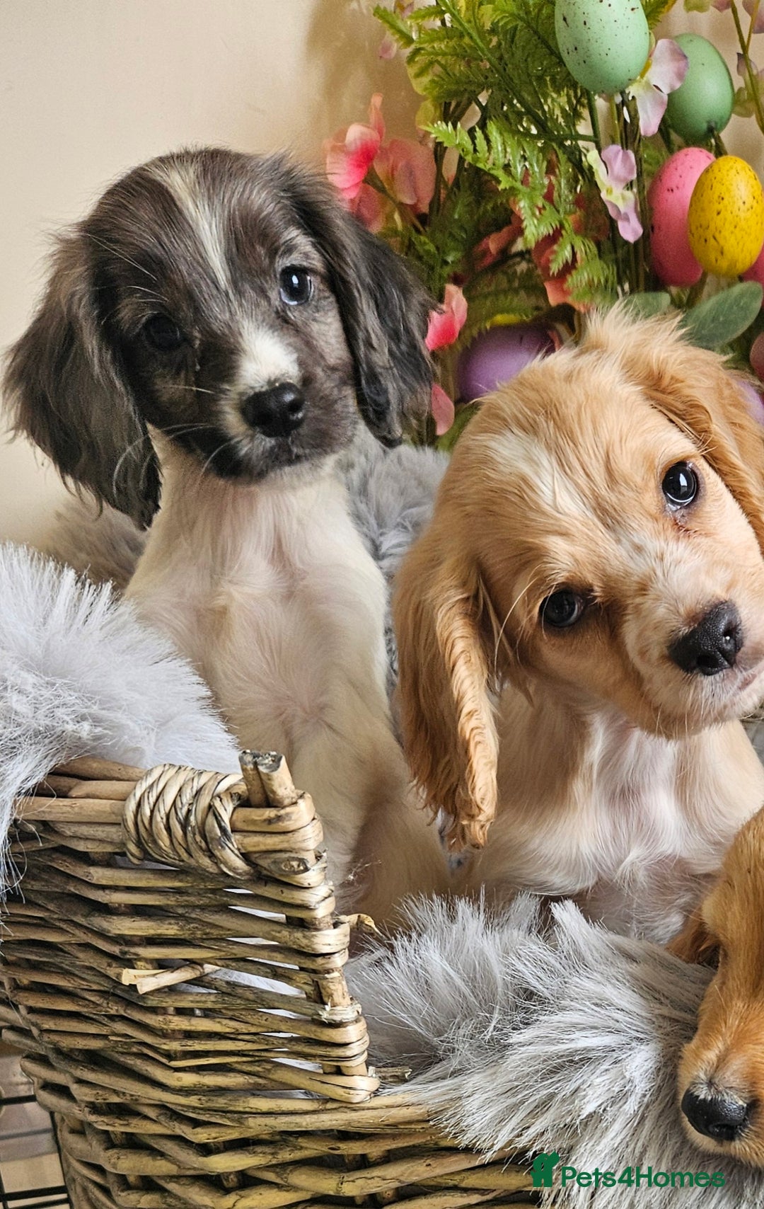 Cocker Spaniel dogs for sale: Well bred, rare coloured, working cocker spaniels - Image 2