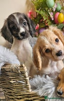 Cocker Spaniel dogs - Advert 7