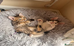 Toyger cats for sale: Adorable kitten  - Image 15