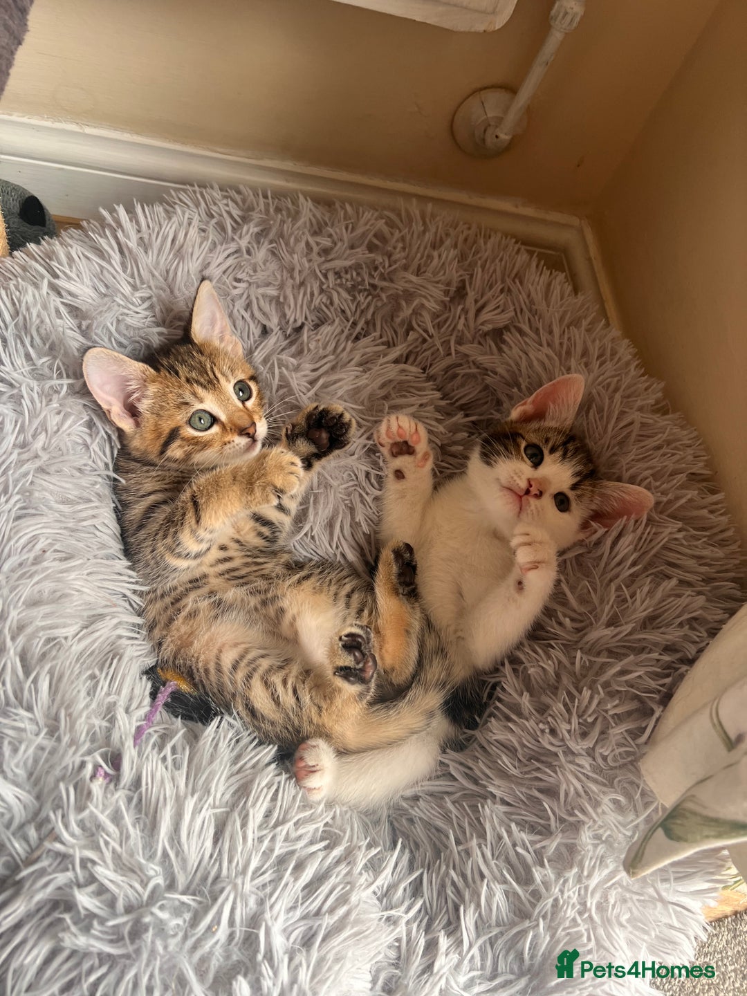 Toyger cats for sale: Adorable kitten  - Image 15