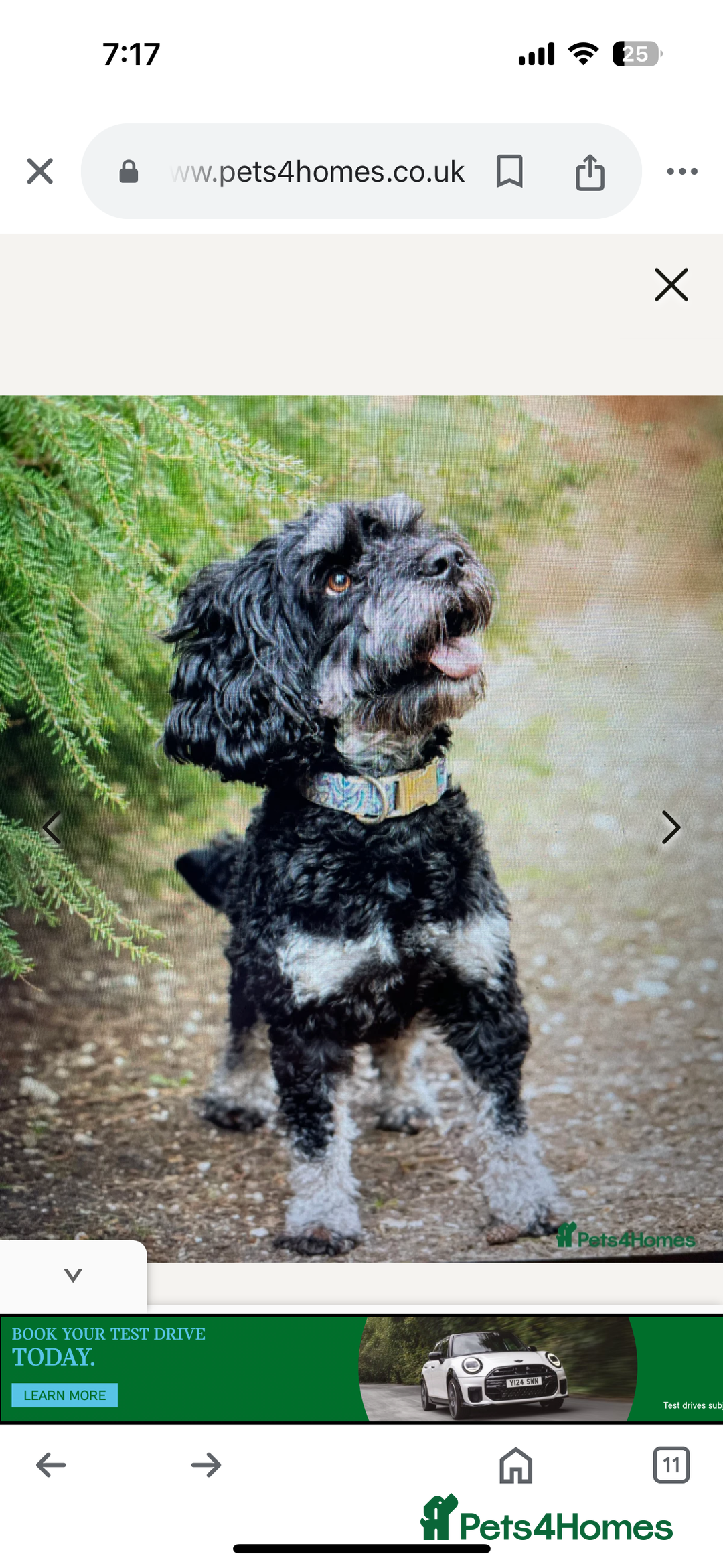 Cockapoo dogs for sale: F2 Cockapoo puppies - Image 7