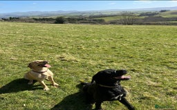 Labrador Retriever dogs for sale: golden lab for sale - Image 6