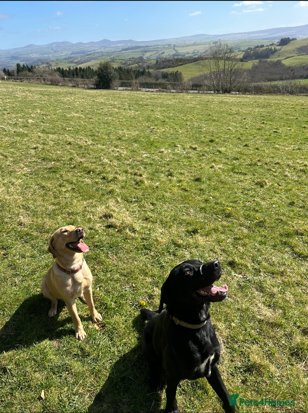 Labrador Retriever dogs for sale: golden lab for sale - Image 6