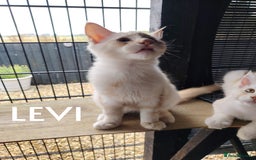 Maine Coon cats for sale: Pure Mainecoon boy Fun, intelligent, home raised. - Image 8