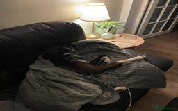 Boxer dogs for stud: Beautiful Dark Brindle Boxer|KC reg| Heart scored - Image 10