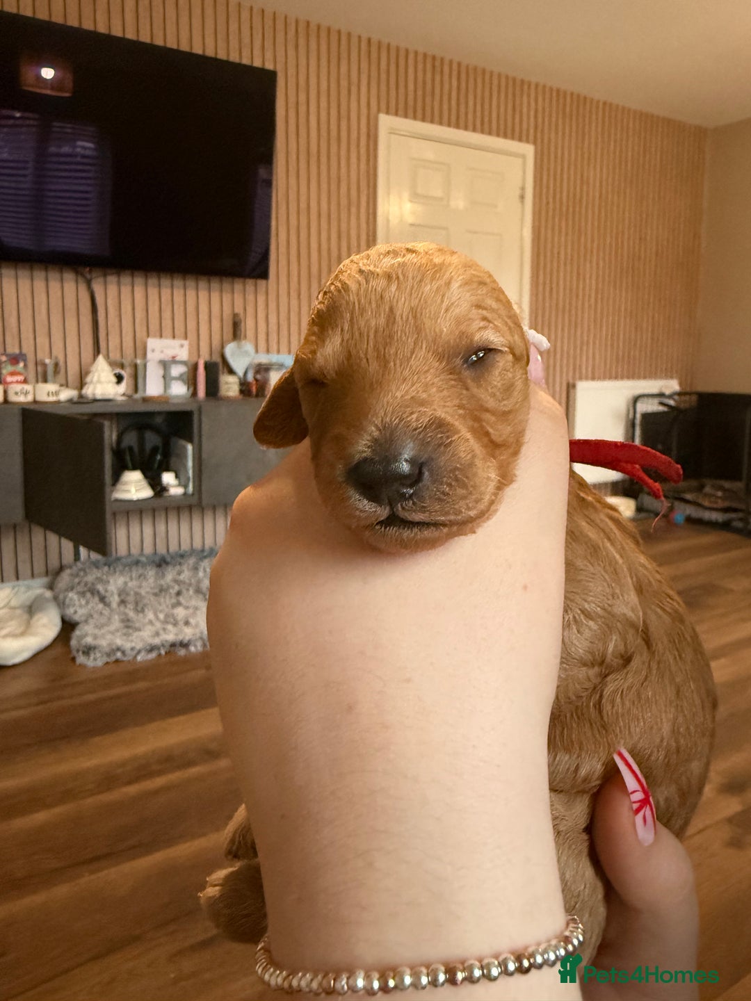 Labradoodle dogs for sale: Beautiful labradoodles  - Advert 7